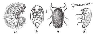 Dulavratotu bitki resim. Avrasya'nın yerel bir. Büyük, kalp şeklinde ve çok kıllı renktedir, vintage çizgi çizme veya oyma illüstrasyon kök yaprakları.