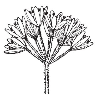 Deep Sea serpiştirmek genellikle su altında sığ deniz veya tatlı su, vintage çizgi çizme veya oyma resimde yapılan bir kazı faaliyeti olması.