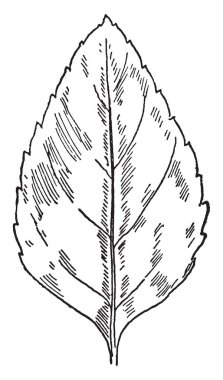 Bu iki elma görüntüdür. Bir bıçak yanında plaka üzerinde ikiye böldüm. Diğeri ise hala bütün, vintage çizgi çizme veya oyma illüstrasyon.