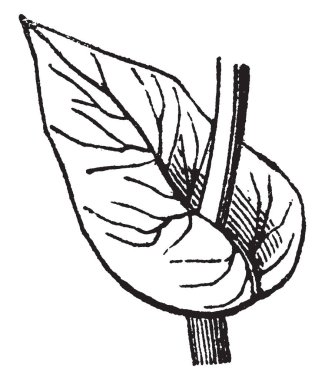 Kızıl ağaç yaprakları, vintage çizgi çizme veya oyma illüstrasyon yuva nerede yapılmış karıncalar.