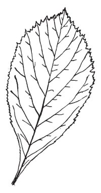 Yaprak vintage çizgi çizim vektör illüstrasyon 