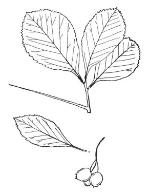 Bu resim sarı çıngırak. Küçük ve sarı çiçek, vintage hat çizim veya gravür illüstrasyon.