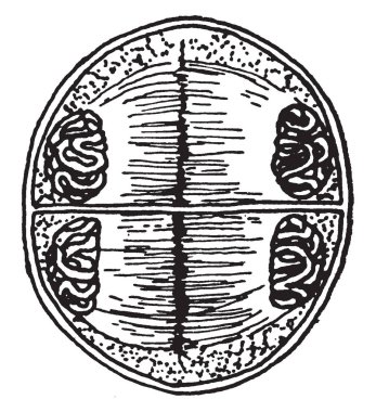 İnek-buğday bitki Melampyrum bilinir ve Orobanchaceae ailesi, vintage çizgi çizme veya oyma illüstrasyon aitse.