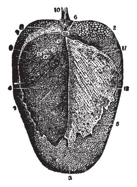 Bu resimde geri dilini, çizim için vintage veya oyma illüstrasyon görünümünü temsil eder..