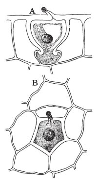 Bir çok yıllık otsu bitki, Columbia Havzası, vintage çizgi çizme veya oyma illüstrasyon ayırt edici nüfuslu Doğu Kuzey Amerika'nın zengin woods'e Hollandalı 's pantolon vardır.