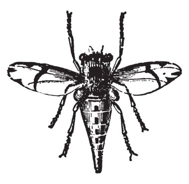 Kadın at sineği Estrus eş mera frequents ve yumurtalarını omuzlar, vintage çizgi çizme veya oyma illüstrasyon mevduat.