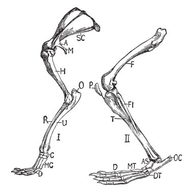 Ön-bacak ve omuz kuşak, vintage çizgi çizme veya oyma illüstrasyon.