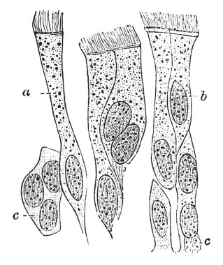 İnsan nefes borusu, vintage çizgi çizme veya oyma illüstrasyon siliyer epitel.
