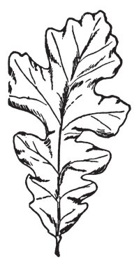 Thomas B. Reed, 1839-1902, Amerika Birleşik Devletleri temsilcisi Maine ve ABD Temsilciler Meclisi, vintage çizgi çizme veya oyma illüstrasyon hoparlör olduğunu