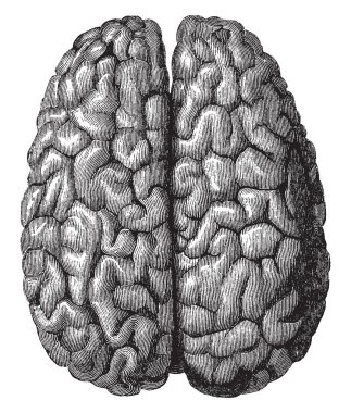 Cerebrum, vintage çizgi çizme veya oyma çizim yüzeyi.