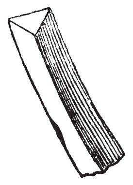 Cins göknarı, aynı bir Kuzey ve Orta Amerika, Avrupa, Asya ve Kuzey Afrika, vintage çizgi çizme veya oyma resimde bulunan çam türüdür.