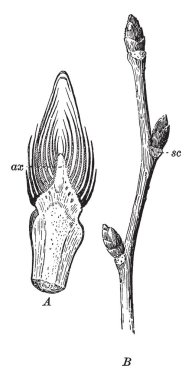 A straight twig with three buds, vintage line drawing or engraving illustration.