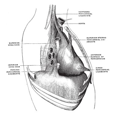 This diagram represents Pericardium Ligaments, vintage line drawing or engraving illustration. clipart