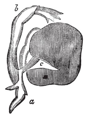 Oliver Hazard Perry, 1785-1819, o bir Amerikan donanma komutanı, vintage çizgi çizme veya oyma illüstrasyon yapıldı.