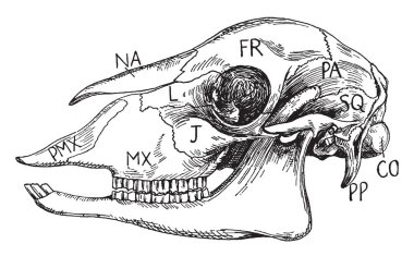 Koyun kafatası, vintage çizgi çizme veya oyma illüstrasyon yan görünüm.