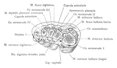 Sağ ayak, vintage çizgi çizme veya oyma illüstrasyon üssünde bölüm.