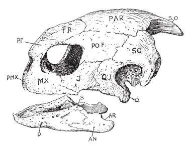 Kaplumbağa, vintage çizgi çizme veya oyma illüstrasyon kafatası.
