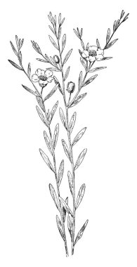 Bir Feltia subgothica, vintage çizgi çizme veya oyma resimde olan cutworm Larva.