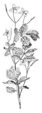 17. yüzyıl Hollanda yerleşim Manhattan Adası, vintage çizgi çizme veya oyma illüstrasyon güney ucunda kurulmuş olan New Amsterdam'da Hollanda kolonisi.