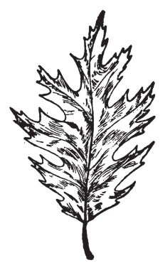 İki erkek eşek, vintage çizgi çizme veya oyma illüstrasyon takip