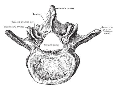 Bu resimde üçüncü lomber Vertebra From Above, vintage çizgi çizme veya oyma illüstrasyon temsil eder..
