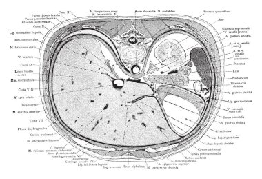 Bu resimde kesit gövde üst böbrek, vintage çizgi çizme veya oyma illüstrasyon aracılığıyla temsil eder..