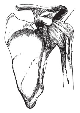 Bu resimde omuz eklem bazı ligament, vintage çizgi çizme veya oyma illüstrasyon ile temsil eder.