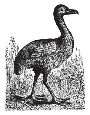 Solitaire dodo Aile, vintage çizgi çizme veya oyma illüstrasyon kanatsız bir kuştur.