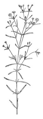 Bitki çizgi çiziminin vektör çizimi 