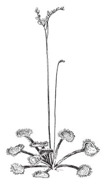 Bu çerçeve akçaağaç ağaç türleri vardır. Onun adı cins Acer ITS yapraklı büyük yaprak ve tohum, vintage çizgi çizme veya oyma resimde var.