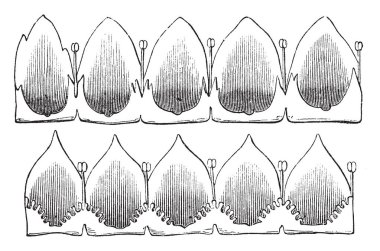 Bir resim, o büyük Dodder, olarak da bilinen Avrupa Küsküt gösteriyor. Bu bitkinin anavatanı Avrupa ve bu Convolvulaceae ailesine ait. Bu resim: 1. Cuscuta europaea; 2. Cuscuta trifolii, vintage çizgi çizme veya oyma illüstrasyon.