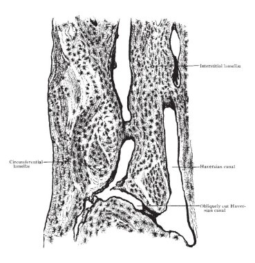 Bu resimde boyuna bölüm, kompakt kemik, vintage çizgi çizme veya oyma illüstrasyon temsil eder..