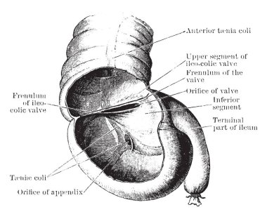 Bu diyagram Caecum, vintage çizgi çizme veya oyma illüstrasyon temsil eder..