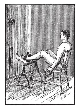 Yaprak canlı meşe ağacı, vintage çizgi çizme veya oyma illüstrasyon.