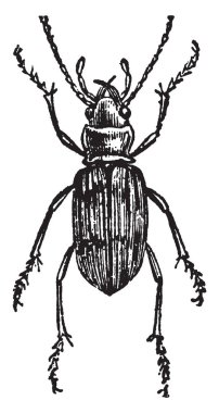 Nebria Arenaria küçük neredeyse küresel, vintage çizgi çizme veya oyma resimde olan.