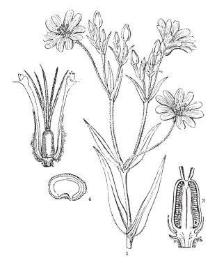 Farklı gösteren bir resim bir süs olan büyük Stitchwort veya Stellaria holostea parçaları olarak da bilinen Addersmeat, vintage çizgi çizme veya oyma illüstrasyon bitki.