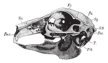 Tavşan'ın kafatası, vintage çizgi çizme veya oyma illüstrasyon yan görünüm.