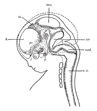 Bu illüstrasyon insan fetusu, vintage çizgi çizme veya oyma illüstrasyon temsil eder..