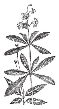 İki bitki gösteren resmi bir Pipsissewa prensin çam ve ikinci benekli Wintergreen. Ya Pyrola Aile, vintage çizgi çizme veya oyma illüstrasyon gelir.