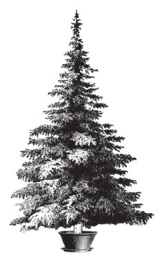Bu bir büyük çam-ağaç bir tencereye standı var. Bu Noel ağacı, vintage çizgi çizme veya oyma illüstrasyon kullanılır.
