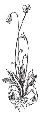 The carnivorous plant, the butterwort, of the genus Pinguicula, vintage line drawing or engraving illustration. clipart