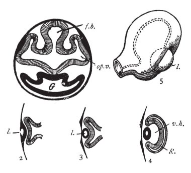 Bu resimde göz geliştirme, vintage çizgi çizme veya oyma illüstrasyon temsil eder..
