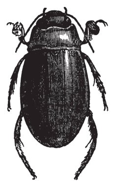 Dytici, vintage çizgi çizme veya oyma illüstrasyon en yaygın türü olan erkek Dyticus Marginalis.