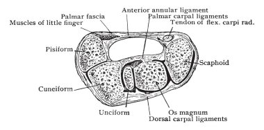 Bu resimde enine bölüm, bilek, vintage çizgi çizme veya oyma illüstrasyon temsil eder..