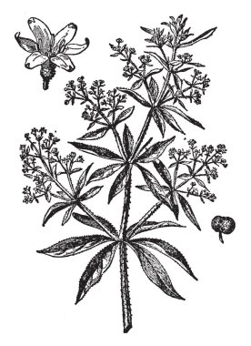 Kök kökünden elde edilen bir kırmızı-mor boya için otsu bitki olarak da bilinen Rubia tinctorum, Asya, yerel ekili olduğunu. Bitkinin kök bir ilaç ya da bir boya olarak kullanılır. Bir boya tesisi, vintage çizgi çizme veya oyma hasta etti