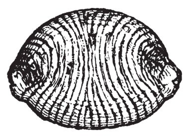 Bu resim Cyprea Europea, vintage çizgi çizme veya oyma illüstrasyon temsil eder..