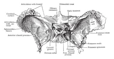 Bu resimde vintage çizgi çizme veya oyma illüstrasyon yukarıdan, ense kemik temsil eder.