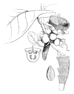 Yavaş maç ağaç farklı bölümlerini gösteren bir resim. Parçaları stamens demetleri, yumurtalık dikey bir bölümünü ve tohum, vintage çizgi çizme veya oyma illüstrasyon birini ekleyin.