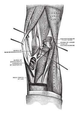 Bu resimde diz kasları, vintage çizgi çizme veya oyma illüstrasyon temsil eder..