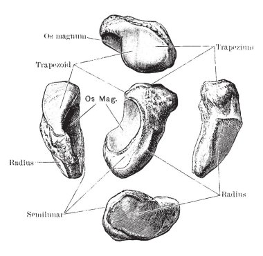 Bu resimde skafoid kemik, vintage çizgi çizme veya oyma illüstrasyon temsil eder..